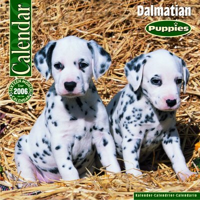 Dalmation - Puppies Calendar