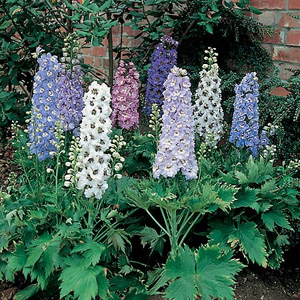 Unbranded Delphinium Dwarf Magic Fountains Seeds