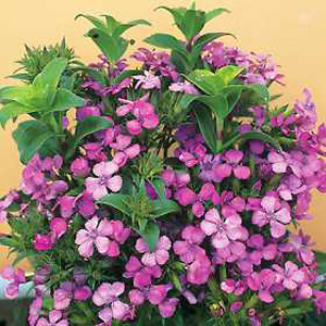 Unbranded Dianthus Russian Skies Seeds