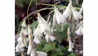 Unbranded Dierama Plant - Argyreum