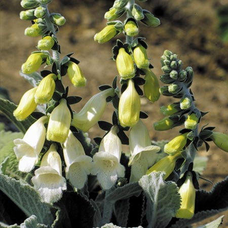 Unbranded Digitalis Carillion Seeds (Foxglove) Average