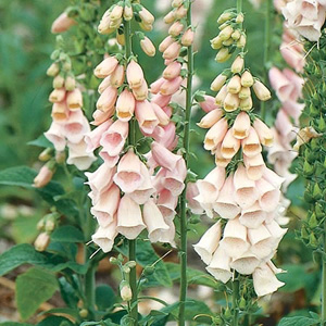 This Foxglove is easy to grow  producing tall spikes with the classic tiers of apricot-pink tubular 