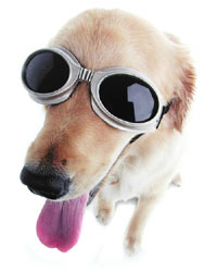 Unbranded Doggles (ILS Small Black)