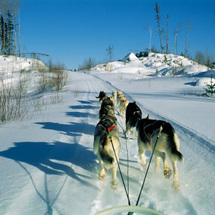 Unbranded Dogsledding in the Soo Valley - Adult