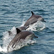 Cruise along Muscats rugged coastline in search of wild dolphins and whales that frequent the waters