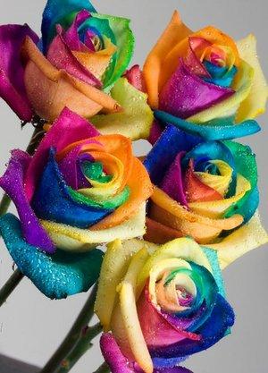 Unbranded Dozen Happy Roses