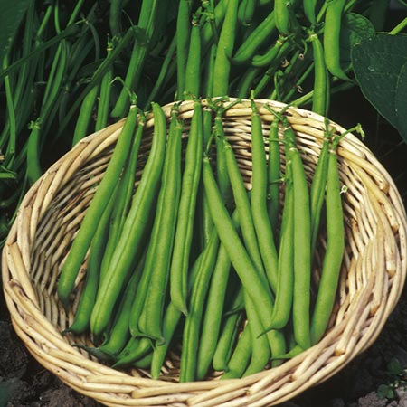 Unbranded Dwarf French Beans Ferrari seeds Average Seeds 130
