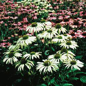 A robust border plant with superb flowering performance and excellent weather resistance. The shades