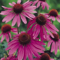 A reliable late-flowering perennial that is closely related to rudbeckias  bearing large  daisy-like