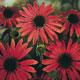 This warmly coloured cone flower adds style and class to large arrangements in your garden.