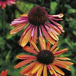 A real stunner  with petals that are a vibrant orange with a hint of magenta  radiating out from the