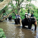 Similar to the Elephant Jungle Trek & River Rafting, this experience offers a further insight to