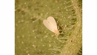Whitefly in the greenhouse.This tiny parasitic wasp lays its eggs in young whitefly  killing them and hatching to build a new population. Supplied as black pupae on cards. Apply April-August (when air temperatures are 16-20 degreesC  night and day). 