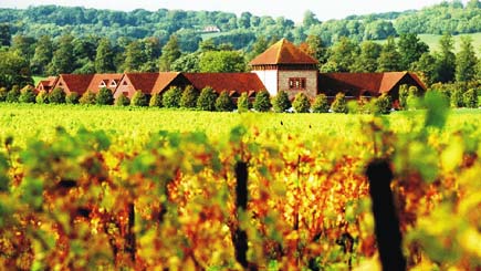 Unbranded English Vineyard Tour, Wine Tasting and Lunch