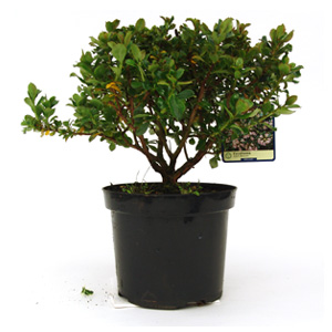 This compact  evergreen shrub has small  glossy dark green leaves and bears small pink and white flo