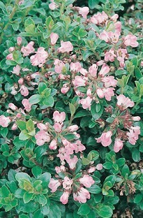 Traditional British favourite shrub. Escallonia are large hardy evergreen shrubs. This Escallonia ha