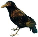 Unbranded Fancy Dress Costumes - Feathered Crow