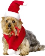 Unbranded Fancy Dress Costumes - Pet Santa Hat And Scarf