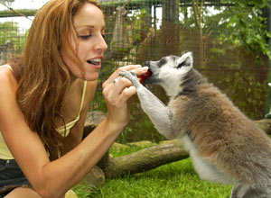 Unbranded Feed the lemurs experience