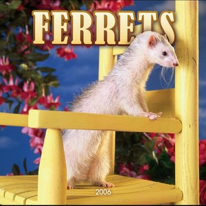Ferrets 2006 calendar