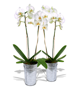 Unbranded Finest Bouquets - 2 White Orchids