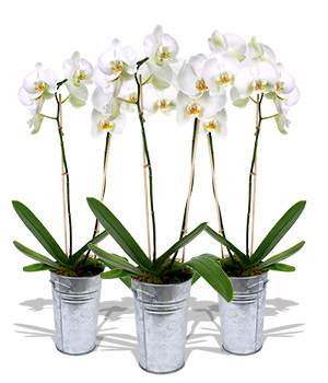 Unbranded Finest Bouquets - 3 White Orchids