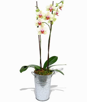 Unbranded Finest Bouquets - Green Orchid
