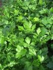 Flat leaf parsley, or continental parsley, is essential in almost all Mediterranean dishes, not only