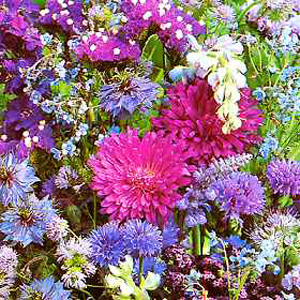 A rich mixture of blue flowered annuals  excellent for the flower border. Contents: Ageratum  Callis