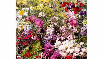 CHRIS SAYS: One thing we all enjoy is fragrance in the garden. Grow this specially formulated mixture for flower colour and delicious scent all summer long. (Mix contains up to 20 varieties including gypsophila linaria alyssum and stocks).Transform y