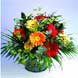 Flowers: Gerbera Fanfare (HT08)