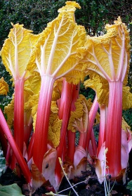 Often known as champagne rhubarb because of the almost effervescent delicate taste of these tender r