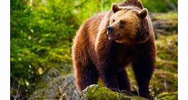 This bear tracking break for two combines a stay in the fascinating city of Bucharest and the thrill of looking for bears in their natural habitat. Youll start in the vibrant city of Bucharest, before travelling through the Transylvanian landscape t