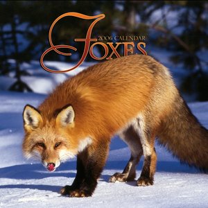 Foxes 2006 calendar