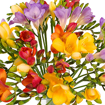 Unbranded Freesia Mix - flowers