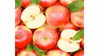 Unbranded Fruit Me Tree - Apple Me