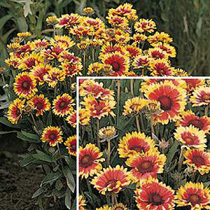 Unbranded Gaillardia Goblin Seeds