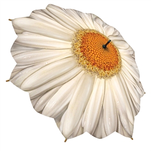 Unbranded Galleria Umbrella - Daisy