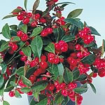 An excellent compact  evergreen shrub for borders or containers  indoors or outside  in sun or parti