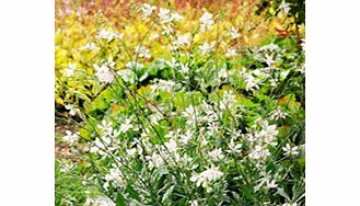 Compact branching early-blooming plants bearing loads of white pink-tinged blooms. No need for pinching or dead-heading. Flowers June-October. Height 30-40cm (12-16). Hardy perennial. Middle of border variety.Very floriferousIdeal for containersNo pi