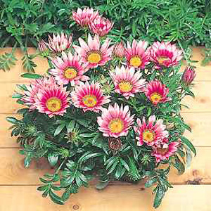 Unbranded Gazania Kiss Rose F1 Hybrid Seeds