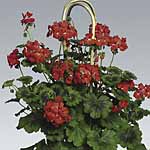 Prepare to be spellbound by these astonishing new geraniums! While not strictly climbers  they`re pr