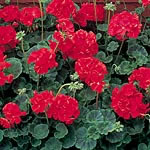 Unbranded Geranium Vista Red Plants 456101.htm