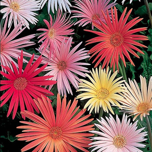 These exotic-looking daisy-like flowers with slender silken petals are beautiful as summer pot plant