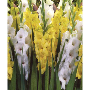 This Gladioli is a classic combination of striking mixtures and blends for the perfect summer garden