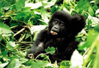 Gorilla Getaway for Two