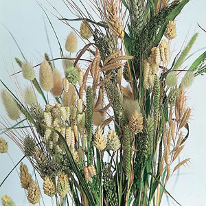 Unbranded Grasses Ornamental Choice Mix Seeds