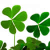 Unbranded Grow Your Own Lucky Shamrock