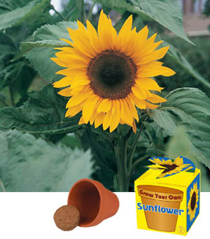 Grow Your Own Sunflower