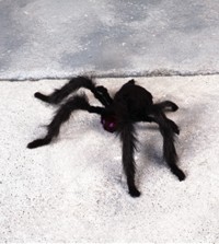 Unbranded Gruesome Horror - Black Furry Spider